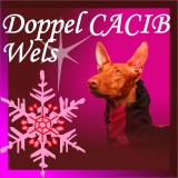 SOFA Dog Wear - Doppel CACIB Wels 2014